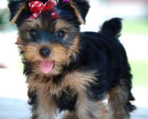   Healthy Well Trained Teacup Yorkie Puppies Available