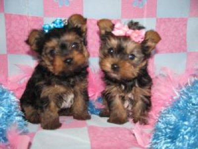 Gorgeous and Lovable Teacup Yorkie puppies for adoption