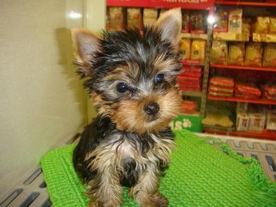  Adorable Teacup Yorkie puppy or Free home adoption