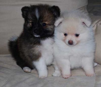 Adorable Teacup Pomeranian Puppies For Free Adoption