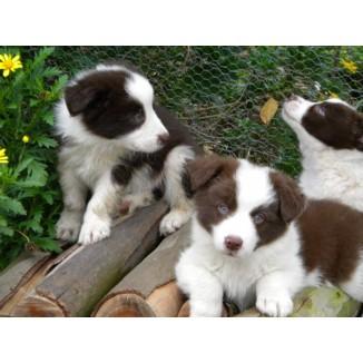 Five purbred border collie puppies