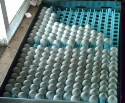 Quality Macow Parrots And Fetile Eggs For Sale