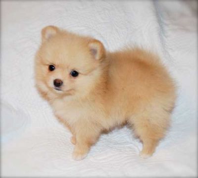 My cute Pomeranian puppies 