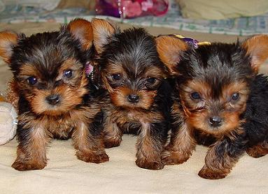 AMAZING XMAS TEACUP YORKIE PUPPIES FOR FREE ADOPTION 