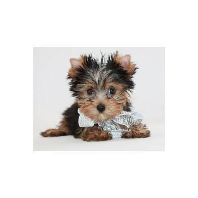 cuet teacup yorkie puppies