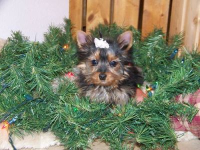 Beautiful T-cup Yorkie Puppies For A Good Home