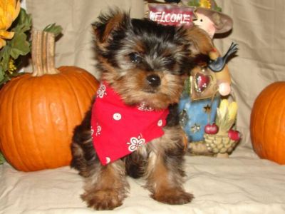 Two Cute and Adorable Yorkie puppies for adoption