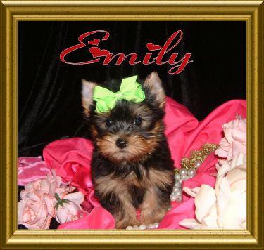 CKC Tiny Teacup Female Yorkie Puppy For Adoption