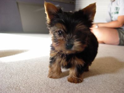 cute and lovely teacup yorkie puppies looking for new homes
