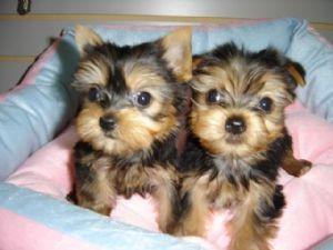 well trained male and female teacup Yorkie puppies for re homing