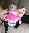 KID-FRIENDLY PET CAPUCHIN MONKEY SEARCHING FOR A GOOD HOME