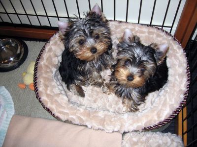 two lovely yorkie puppies for adoption into a new home