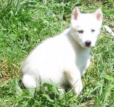 Lovely Siberian Husky Puppies  For Free Adoption