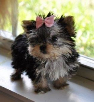Two cute and good looking Teacup Yorkie puppies ready now for free adoption