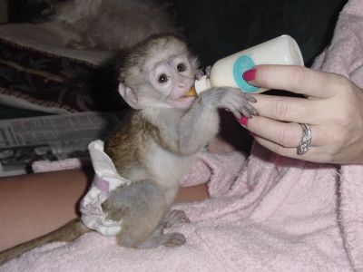 charming baby capuchin monkeys for adoption