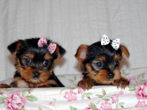 Male and Female TeaCup Yorkie Puppies For Free Adoption 