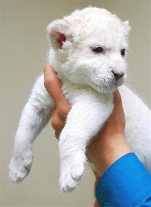Cute Titger Cubs for sale