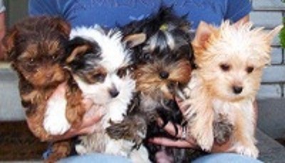 Yorkie Ready To go For Free To Happy Home