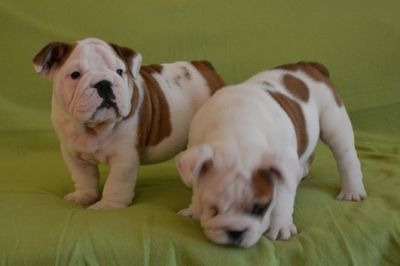 English Bulldog Puppies For Adoption