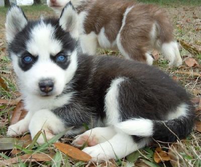 Pure Breed AKC registered Siberian Husky Puppies for adoption