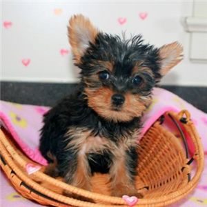Two Teacup Yorkie Puppies For Adoption ?