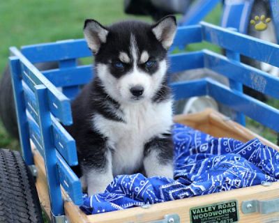 Siberian Husky For free adoption