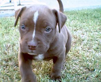 American Pit Bull Terrier puppies for sale!