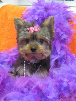 Two Gorgeous Yorkie puppies for adoption