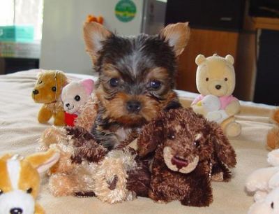 cutr and lovely Yorkie puppies available