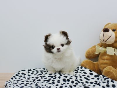 Precious Teacup Chocolate and White Party Pomeranian baby Available! RARE