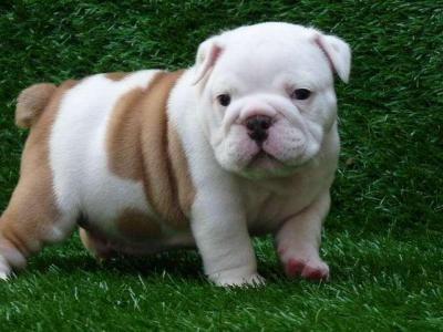 Cute English Bulldog Puppies