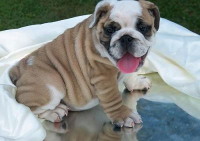 NICE LOOKING ENGLISH BULLDOG PUPPIES FOR ADOPTION