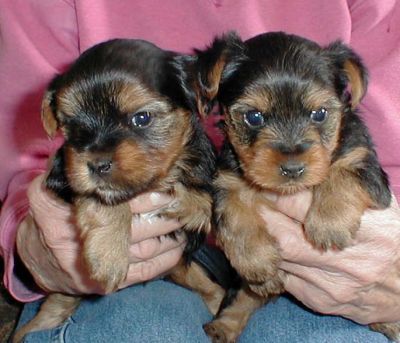 Sweet Teacup Yorkie puppies  for adoption