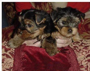 Teacup AKC male and female yorkie puppies