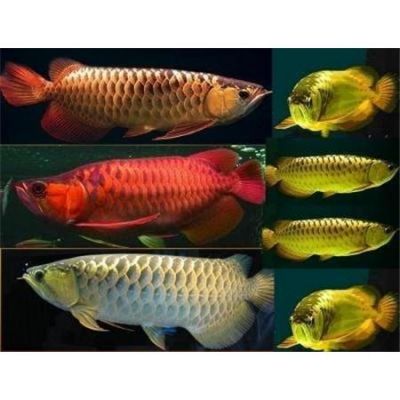 Red Arowana, Super Red, Chili Red , Gold Arowana and Cross and Xbacks Asian Arowana fish for sale