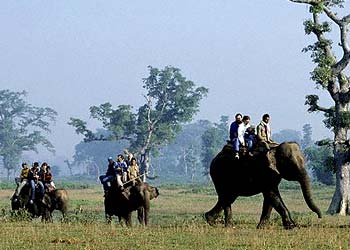 Elephant Safari Tour The joy of enthralling