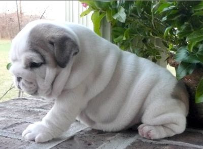finely breed english bulldog puppy 