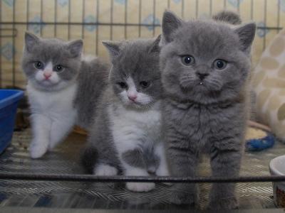 wanting caring homes