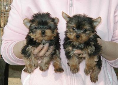 Two gorgeous Yorkie puppies remaining for adoption