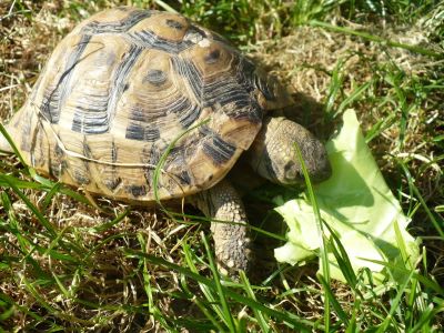Greek,elegans,leopard,sulcata and other land tortoises for sale.