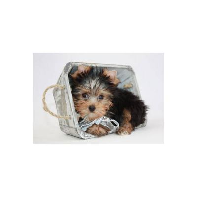 cuet teacup yorkie puppies