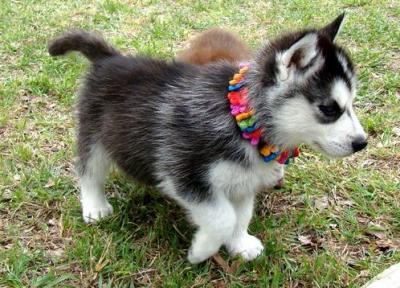 BLUE EYES SIBERIAN HUSKY PUPPIES READY 