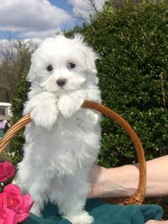 Gorgeous Male and Female Teacupm Maltese Puppies for adoption