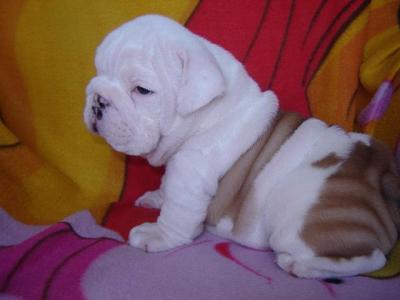 Male and female English Bulldog Puppies for Adoption