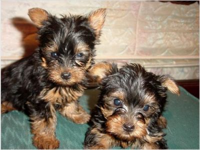 Teacup AKC male and female yorkie puppies