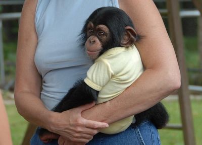 Health looking male and female chimpanzee monkeys Available Now!!!!