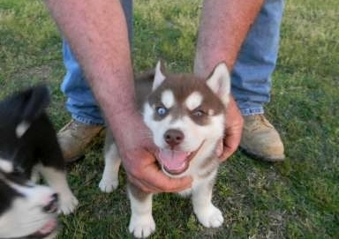 Cute and Lovely Blue Eyes Siberian Husky Puppies For Adoption