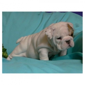 Cute and Adorable English Bulldog Puppies For Adoption