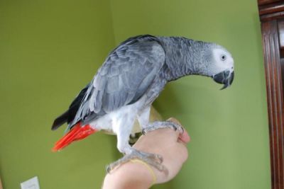 Talking african grey,macaw and toucan parrots for adoption