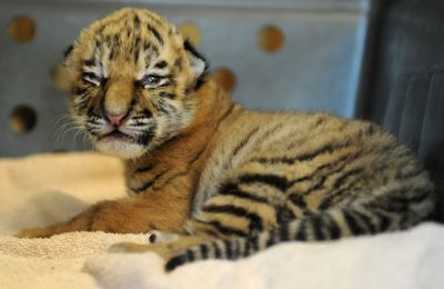  Healthy and Gorgeous female baby Tiger (Tracy) available for sale